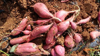 河北龍薯9號(hào)種苗批發(fā)與價(jià)格解析